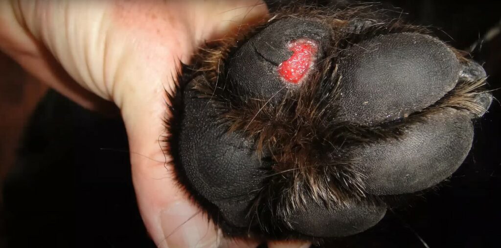 can you use savlon on dogs - cut on dog's paw pad
