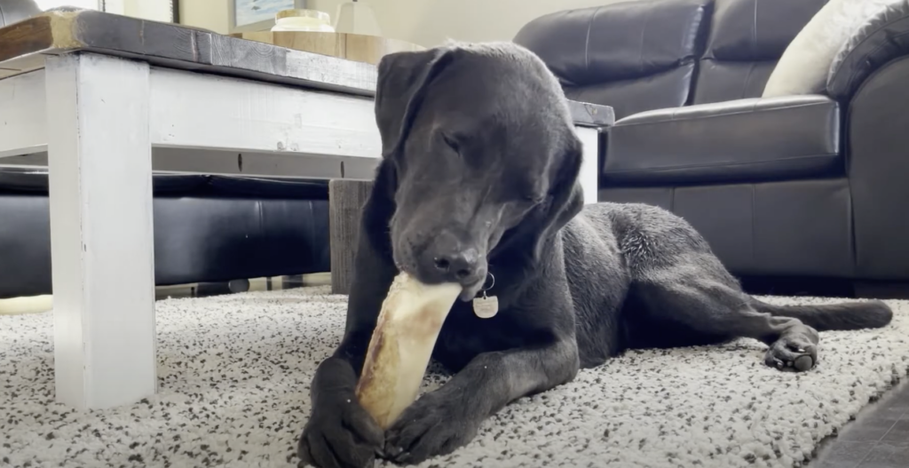 what happened to white dog poo in the uk - labrador eating bone marrow 