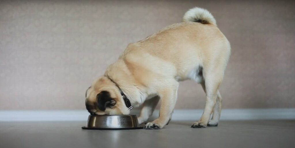dog eating food out of a dog bowl - Putting Your Dog in Kennels for the First Time