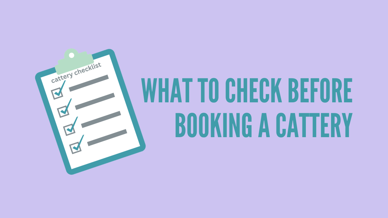 What to Check Before Booking a Cattery