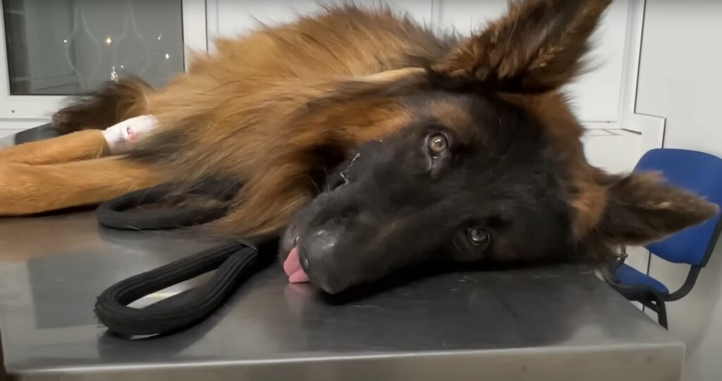 german shepherd dog on vet table