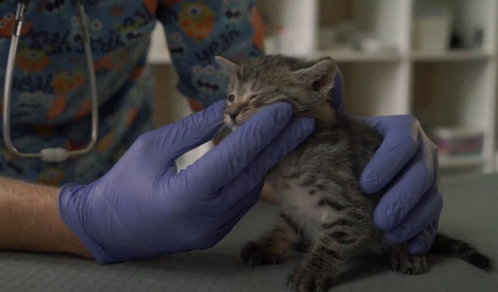 A kitten with cat flu being examined by a vet