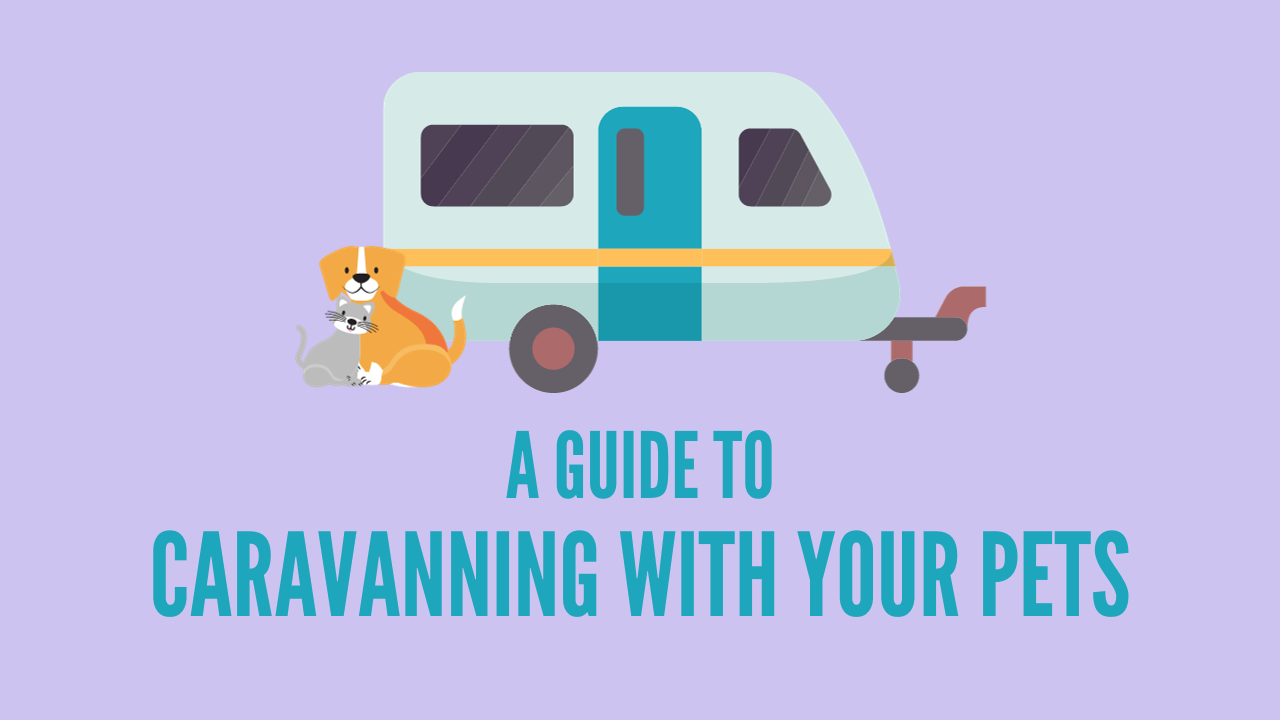 caravanning with dogs and cats