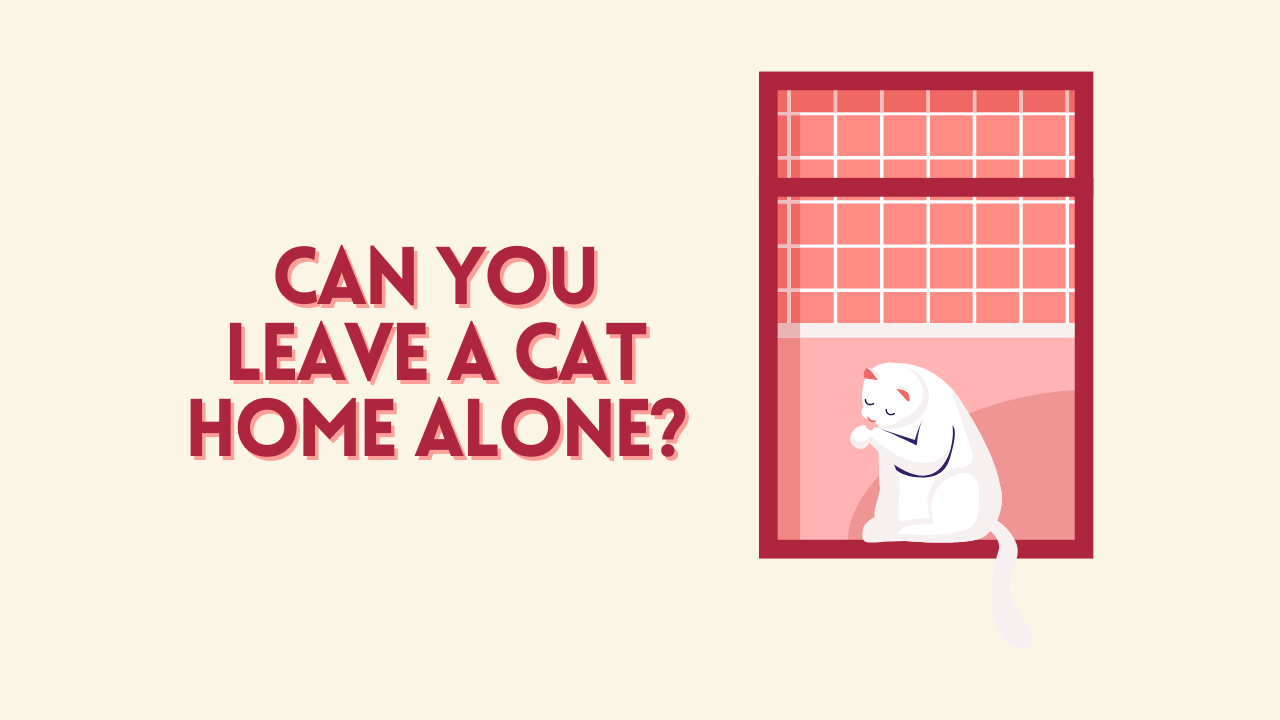 Can You Leave a Cat Home Alone