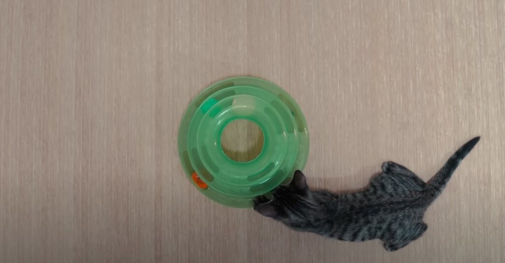 Cat playing with toy