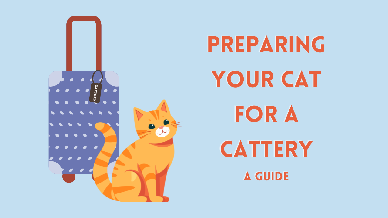 Preparing Your Cat for a Cattery