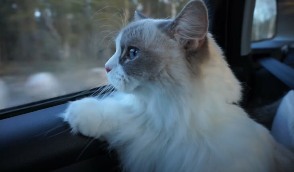 Cat travelling in a car