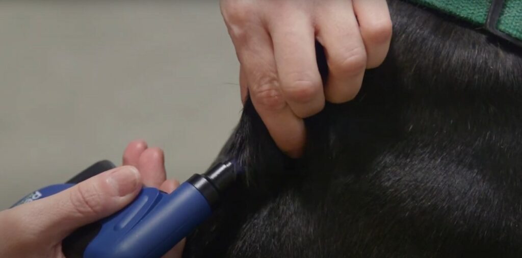 Dog being microchipped by a vet