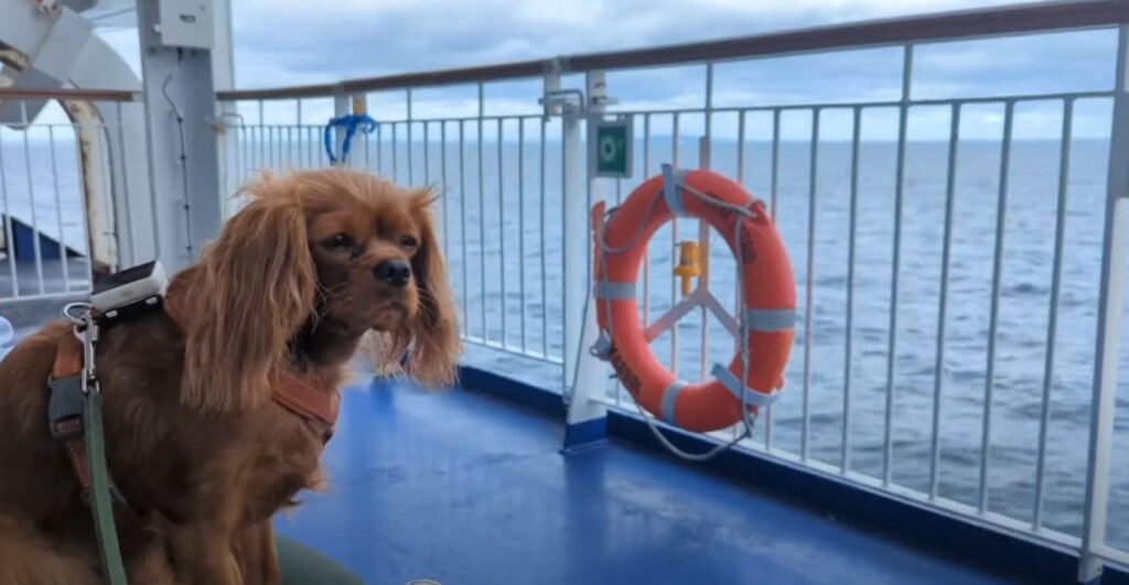 Cavalier spaniel on a ferry to Dublin.