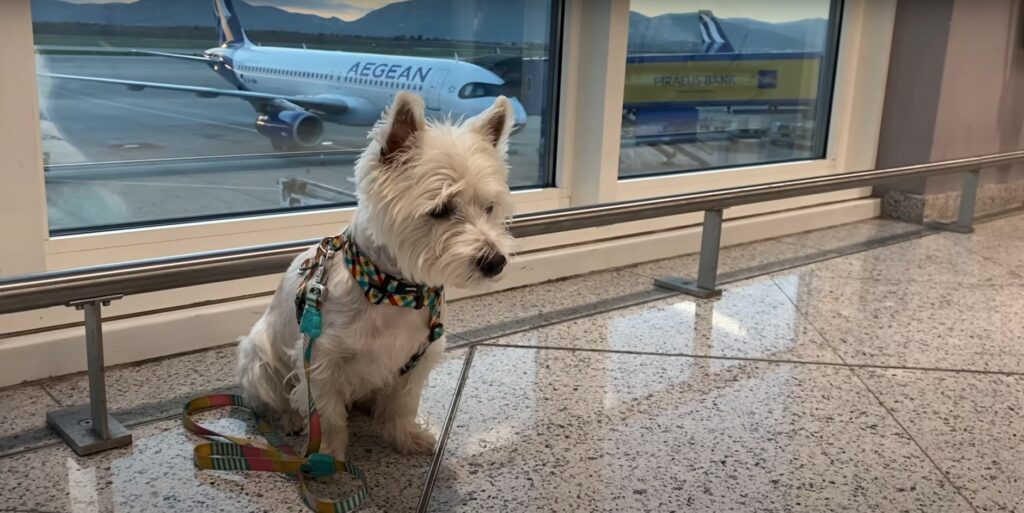 Westie dog sat in an airport departure lounge