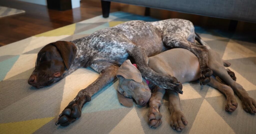 Two dogs lying on the floor. Use BorrowMyDoggy to plan a playdate for dogs.