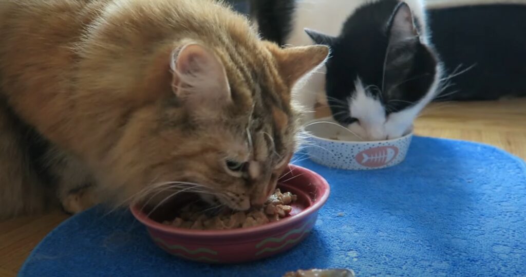 two cats eating cat food - putting cat in cattery for first time