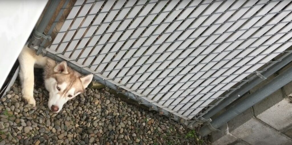 Husky digging under fence to escape