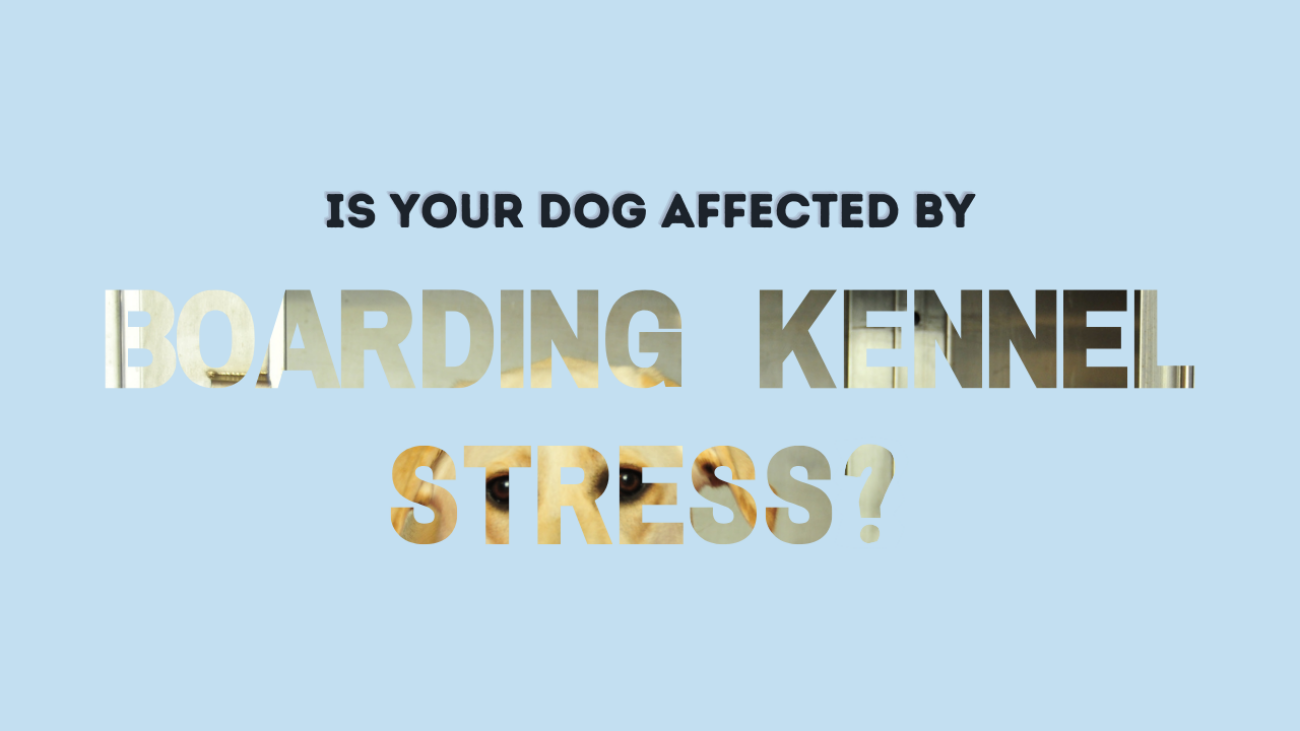Is your dog affected by boarding kennel stress