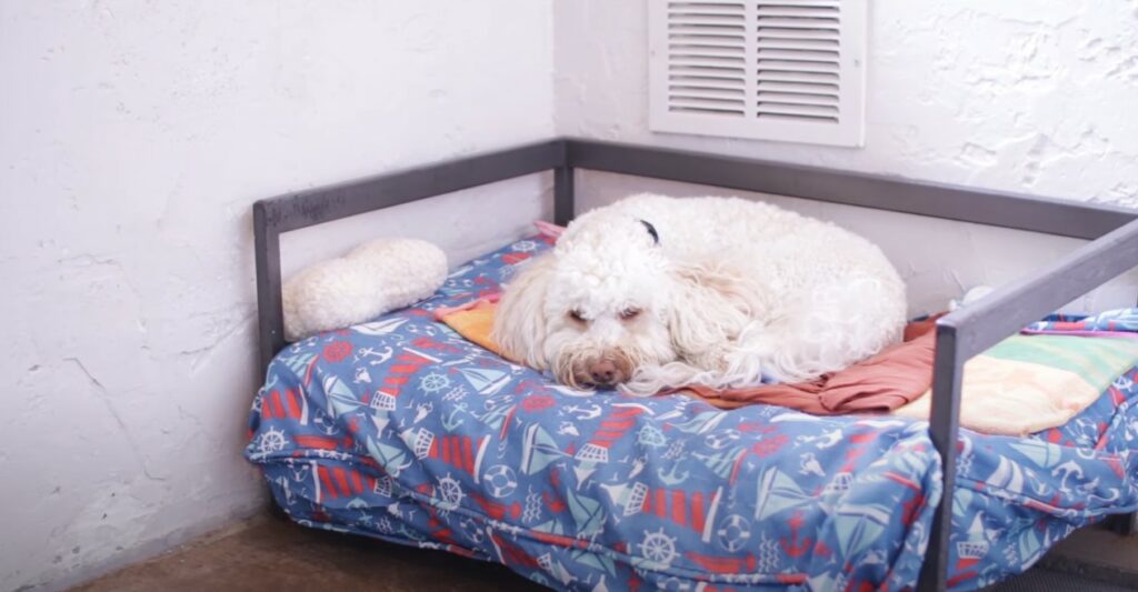 Dog lying in a bed in a boarding kennel